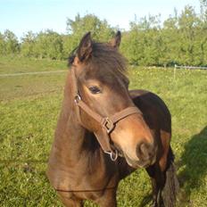 New Forest diva " SOLGT "