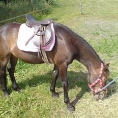 New Forest diva " SOLGT "