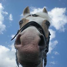 Palomino Gl. Part. Fortunens Logo 