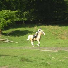 Palomino Gl. Part. Fortunens Logo 