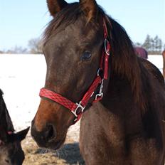 Dansk Varmblod Pindborgens Bianca - solgt