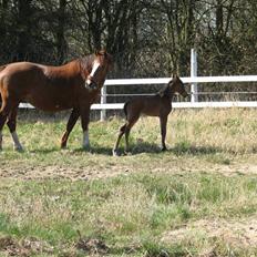 Dansk Varmblod Pindborgens Bianca - solgt
