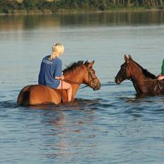 New Forest Delicious (solgt)