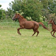 Dansk Varmblod RDH Margot SOLGT