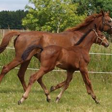 Dansk Varmblod RDH Margot SOLGT