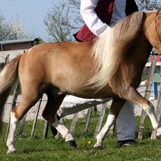 Dansk Miniature Askjærlund´s Oscar