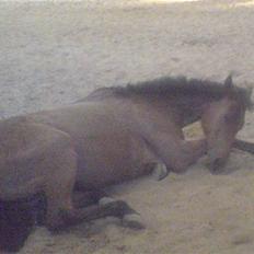 Anden særlig race Nørremarks Dunja