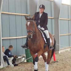 Dansk Varmblod Coleman *HIMMELHEST*