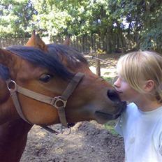 Welsh Pony af Cob-type (sec C) Steven Seagal *SOLGT*