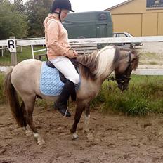 Anden særlig race Sir Duke
