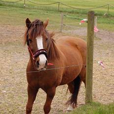 Anden særlig race Pixie