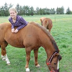 Anden særlig race Pixie