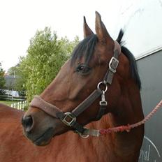 Hollandsk Sportspony Magic Bonnie (1997-2009)