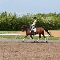 Hollandsk Sportspony Magic Bonnie (1997-2009)