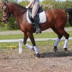 Hollandsk Sportspony Magic Bonnie (1997-2009)