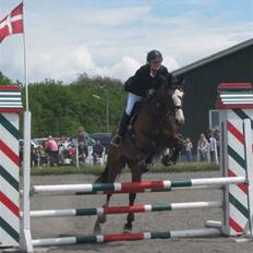 Dansk Varmblod Lavet