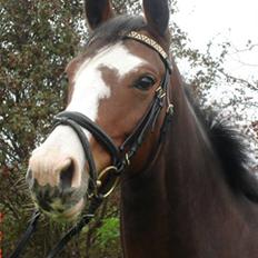 Dansk Varmblod Lavet