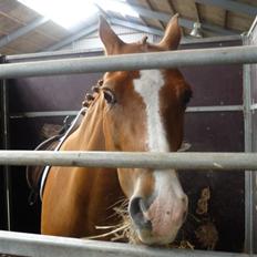 Anden særlig race Gyvelgårdens Jolly