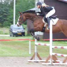 Dansk Varmblod Lavet