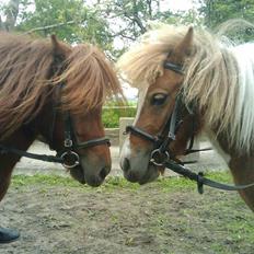 Shetlænder Chessy<33