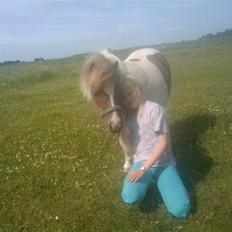 Shetlænder Chessy<33