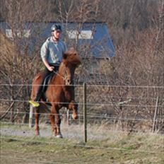 Islænder Prins fra Dalsmynni 