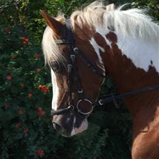 Anden særlig race Matrix - Årets pinto  2010