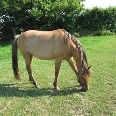 Anden særlig race Star Solgt