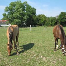 Anden særlig race Star Solgt