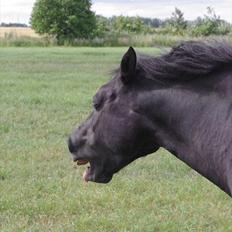 Anden særlig race Labanus *R.I.P*