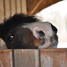 Anden særlig race Moonlight