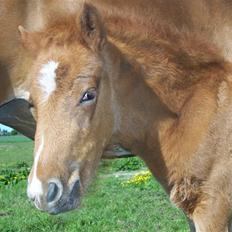 Dansk Varmblod Lundgaards Tullamore