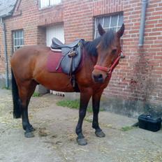 Anden særlig race Showtime PÅ PENSION.