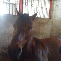 Anden særlig race Showtime PÅ PENSION.