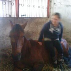 Anden særlig race Showtime PÅ PENSION.