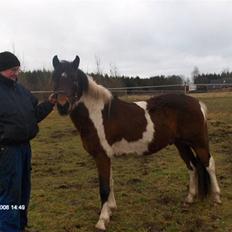Pinto Hestefarmens Pollux solgt