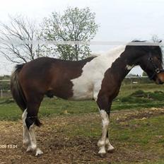 Pinto Hestefarmens Pollux solgt