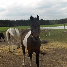 Pinto Hestefarmens Pollux solgt