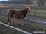 Haflinger Fantazia lundgaard R.I.P.