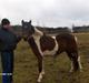 Pinto Hestefarmens Pollux solgt