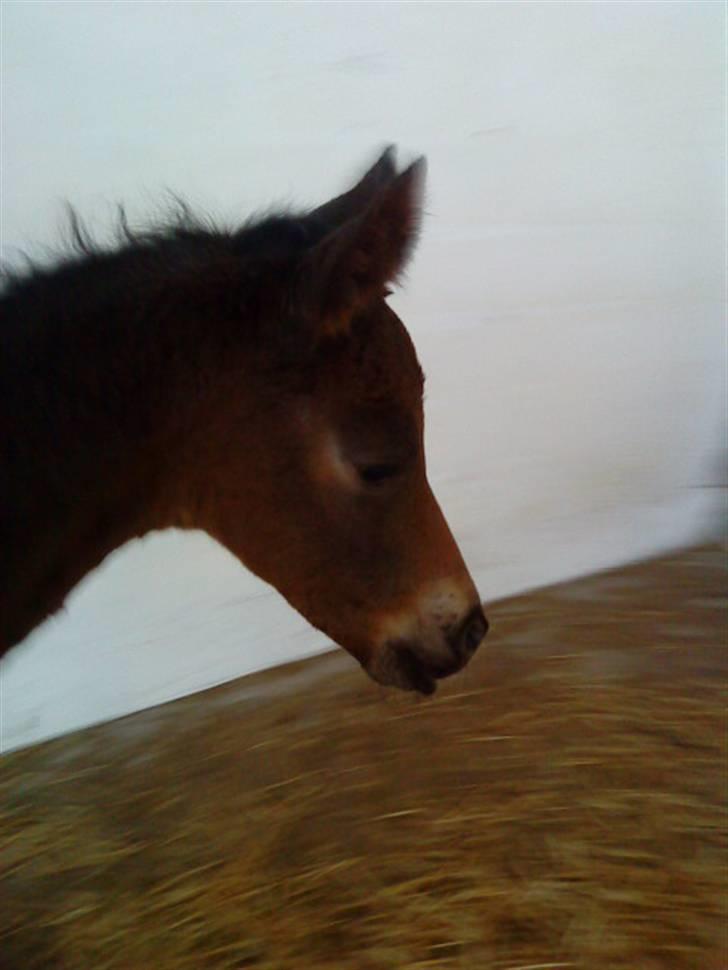 Anden særlig race Bandit - Uhhh....... billede 6