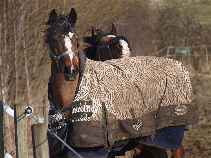 Anden særlig race Alex *gnu* billede 13