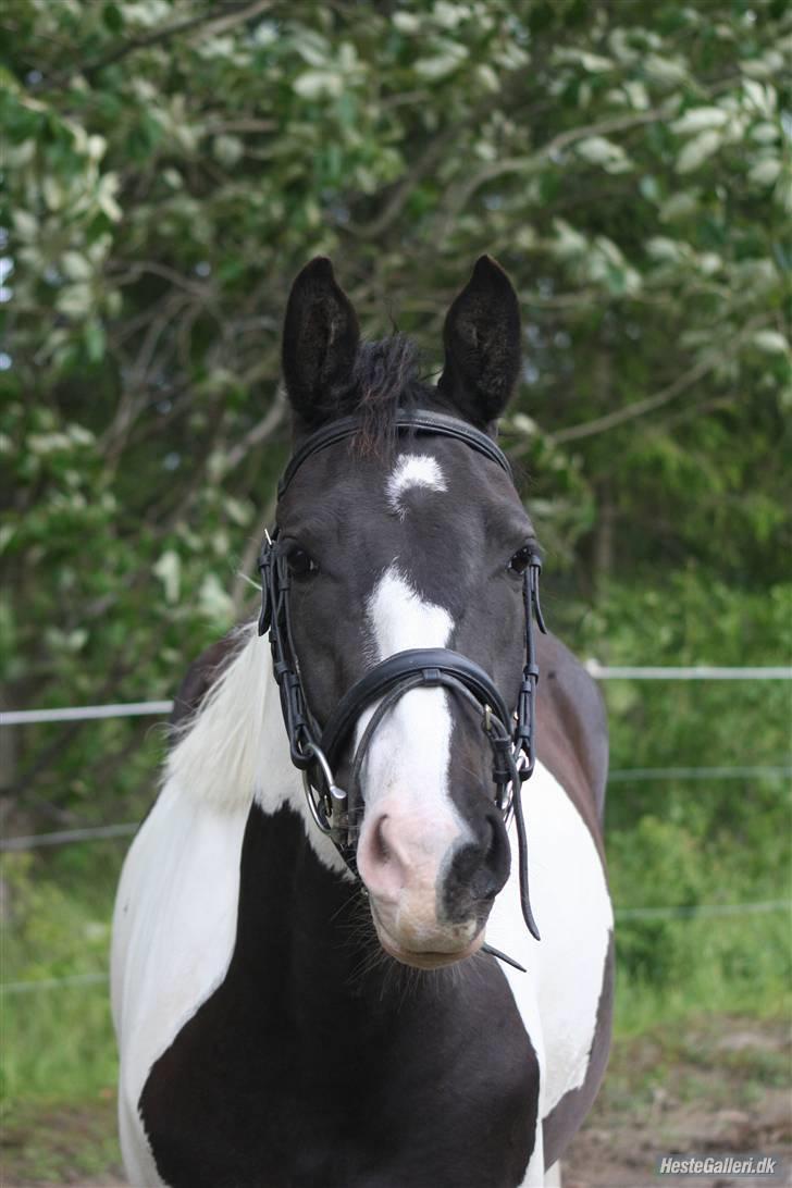 Pinto Citka Jasmina billede 1