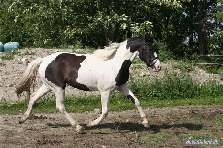 Pinto Citka Jasmina billede 2