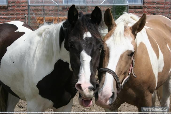 Pinto Citka Jasmina billede 3