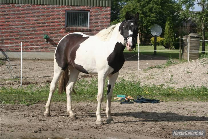 Pinto Citka Jasmina billede 4