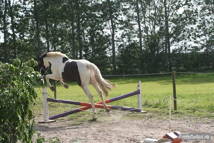 Pinto Citka Jasmina billede 5