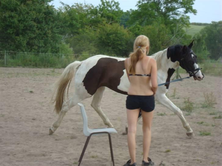 Pinto Citka Jasmina billede 6