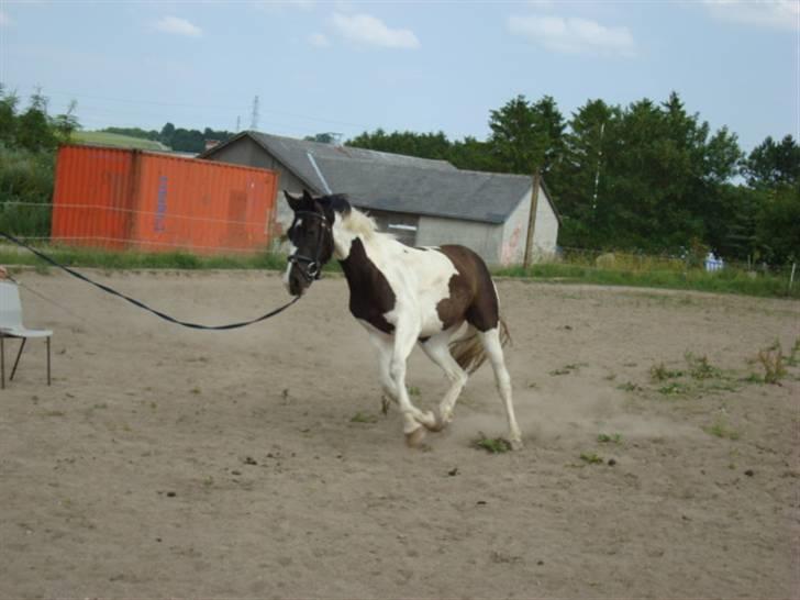 Pinto Citka Jasmina billede 9