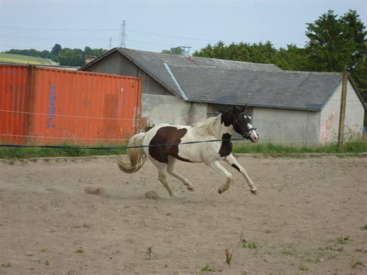 Pinto Citka Jasmina billede 11